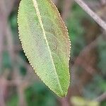 Viburnum prunifolium Leaf