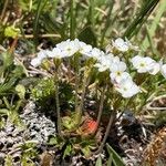 Androsace obtusifolia Likasa