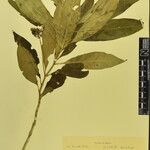 Rauvolfia serpentina その他の提案