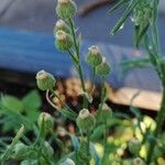 Erigeron bonariensisŽiedas