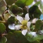 Ranunculus hederaceus Kvet