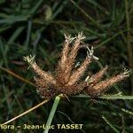 Bolboschoenus glaucus Цвят