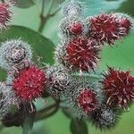 Arctium tomentosum Цветок