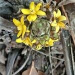 Curculigo capitulata Flower