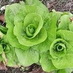 Lactuca sativa Plante entière