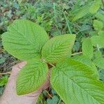 Viburnum lantanaपत्ता