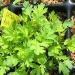 Artemisia annua Blad