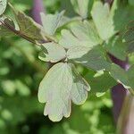 Thalictrum flavum Yaprak