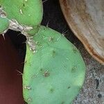 Opuntia humifusa ഇല