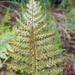 Polystichum makinoi Leaf