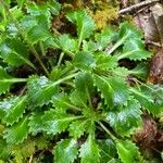 Saxifraga spathularis Blatt