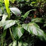 Tacca chantrieri Habit