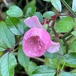 Rosa abietina Flower