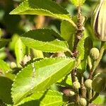 Grewia occidentalis Leaf