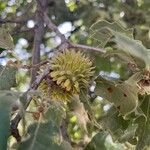 Quercus ithaburensis फल