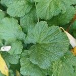 Geum macrophyllum Leaf