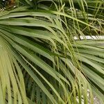 Livistona australis Likasa