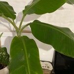 Musa acuminata Feuille