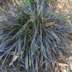 Ophiopogon planiscapus Habitus