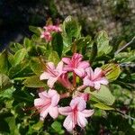 Rhododendron periclymenoides 花