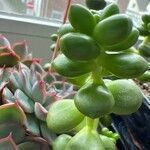 Sedum hernandezii Foglia