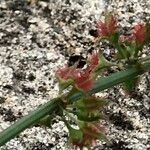 Rumex brownii পাতা