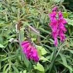 Gladiolus × byzantinus Blomst