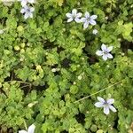 Lobelia pedunculata Flower