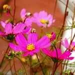 Cosmos bipinnatus Libunga