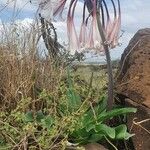 Crinum macowanii Flower