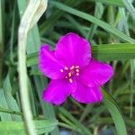 Tradescantia × andersoniana Flower