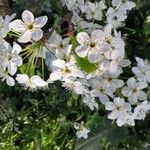 Pyrus calleryana Blüte