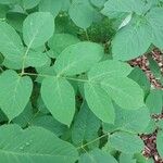 Aralia racemosa Levél