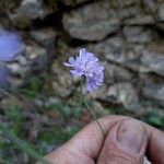 Scabiosa columbariaFlor