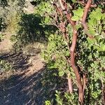 Arctostaphylos pungensDeilen