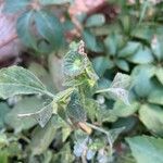 Acalypha australis Fruit