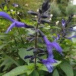 Salvia guaraniticaFlor