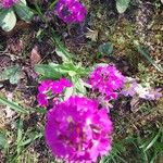 Primula denticulata Other