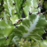 Euphorbia lactea Fuelha