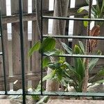 Passiflora suberosa Feuille