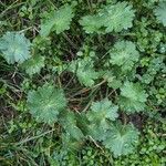 Geranium argenteum Leaf