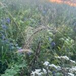 Elymus canadensis Folha