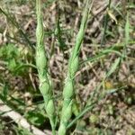 Aegilops ventricosa Fruit