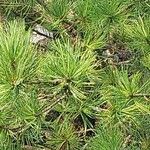 Pinus cembra ഇല