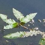 Persicaria amphibiaLevél