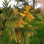 Calocedrus decurrens Leht