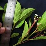 Nectandra ramonensis Other