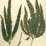 Adiantum hispidulum Sonstige