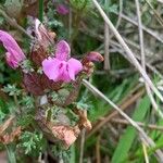 Pedicularis sylvaticaKvět