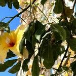 Ceiba insignis Fiore